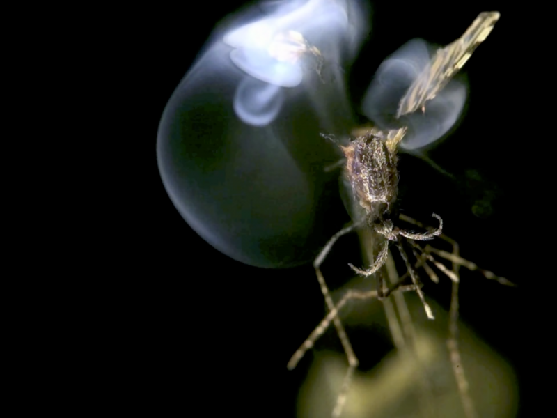 A mosquito being zapped by photonic energy