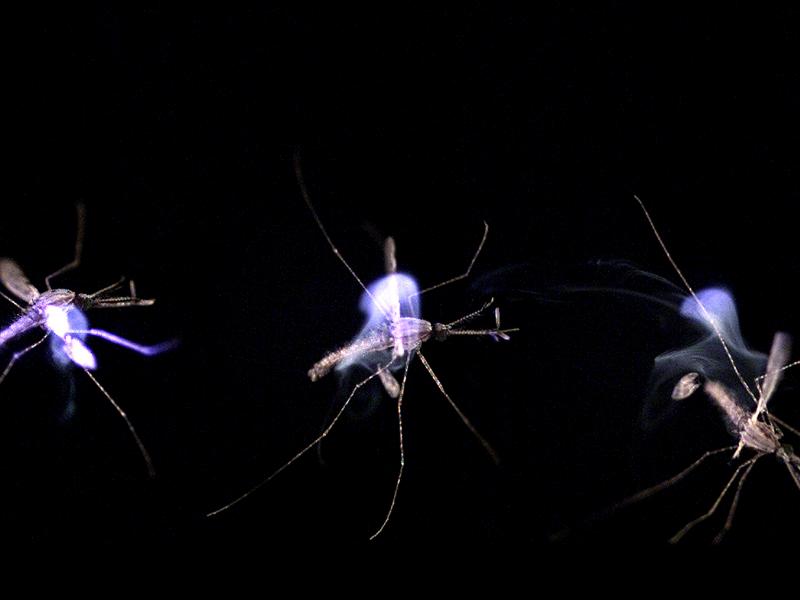 A sequence showing a mosquito being zapped by the photonic fence