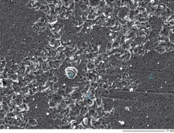 Рис. 2. Электронно-микроскопическое изображение покрытия Cr-Mn-Si-Cu-Fe-Al-Ti, полученного в среде азота