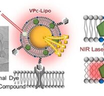 Созданы искусственные синаптические везикулы, управляемые светом