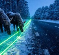 Лазер вместо забора: как в Нидерландах пытаются снизить ДТП с дикими животными